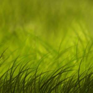 Grass.jpg