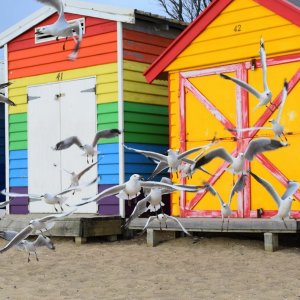 Brighton Bathing Boxes