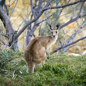 Kangaroo