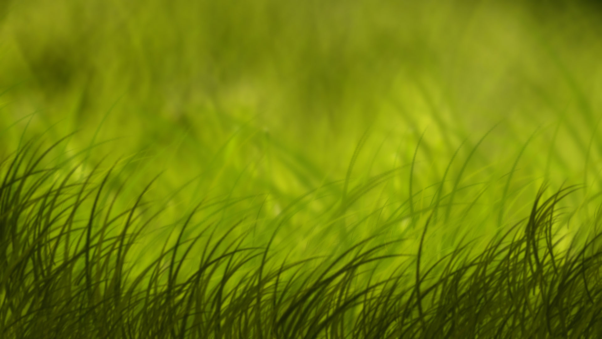 Grass.jpg