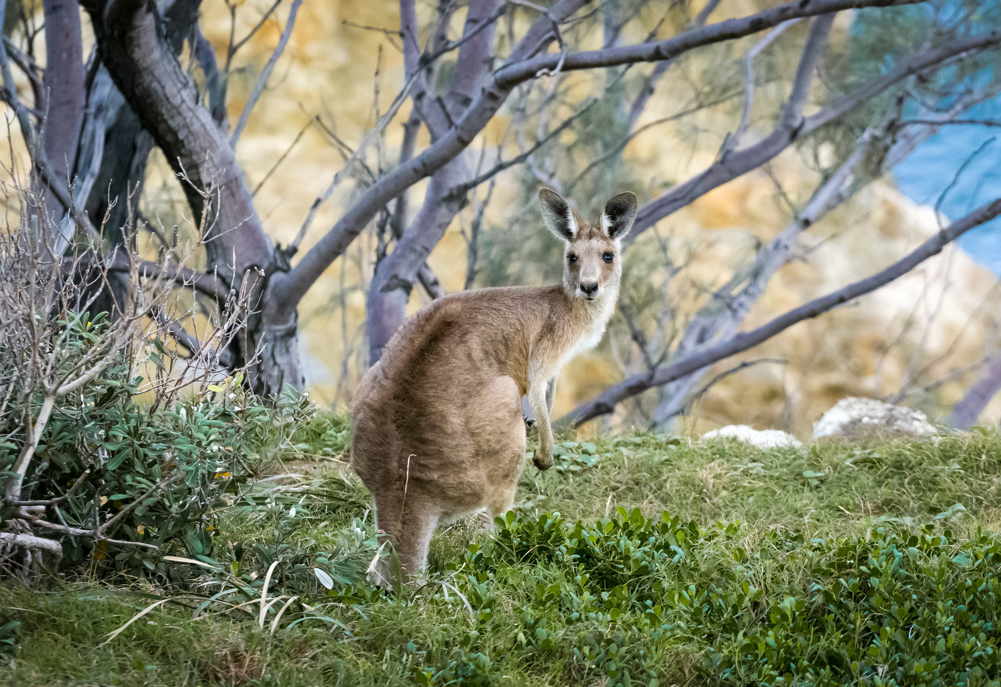 Kangaroo