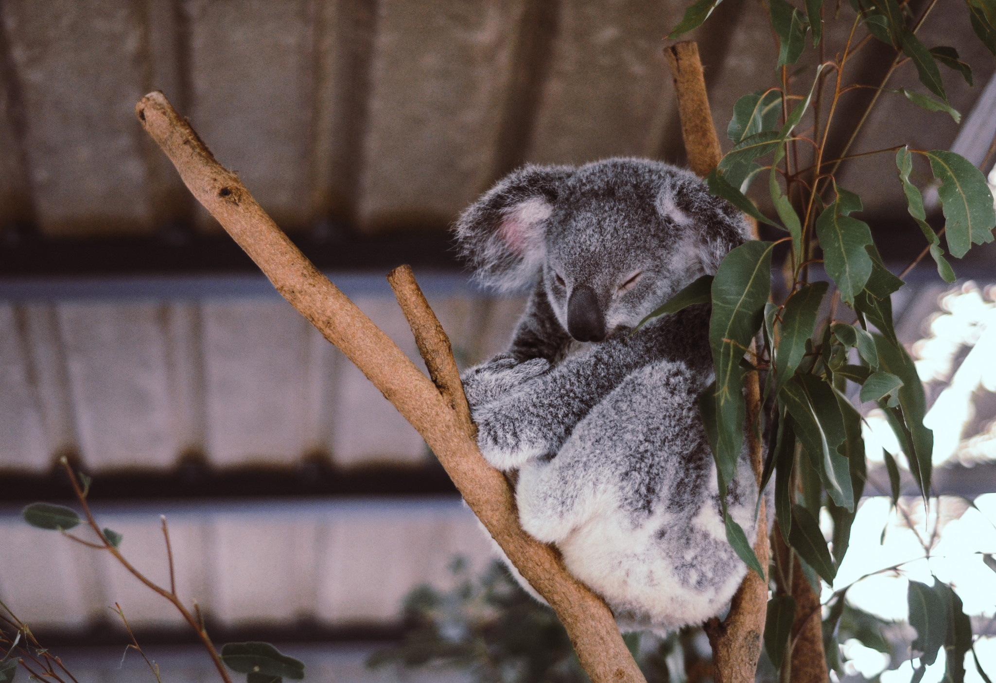 Koala